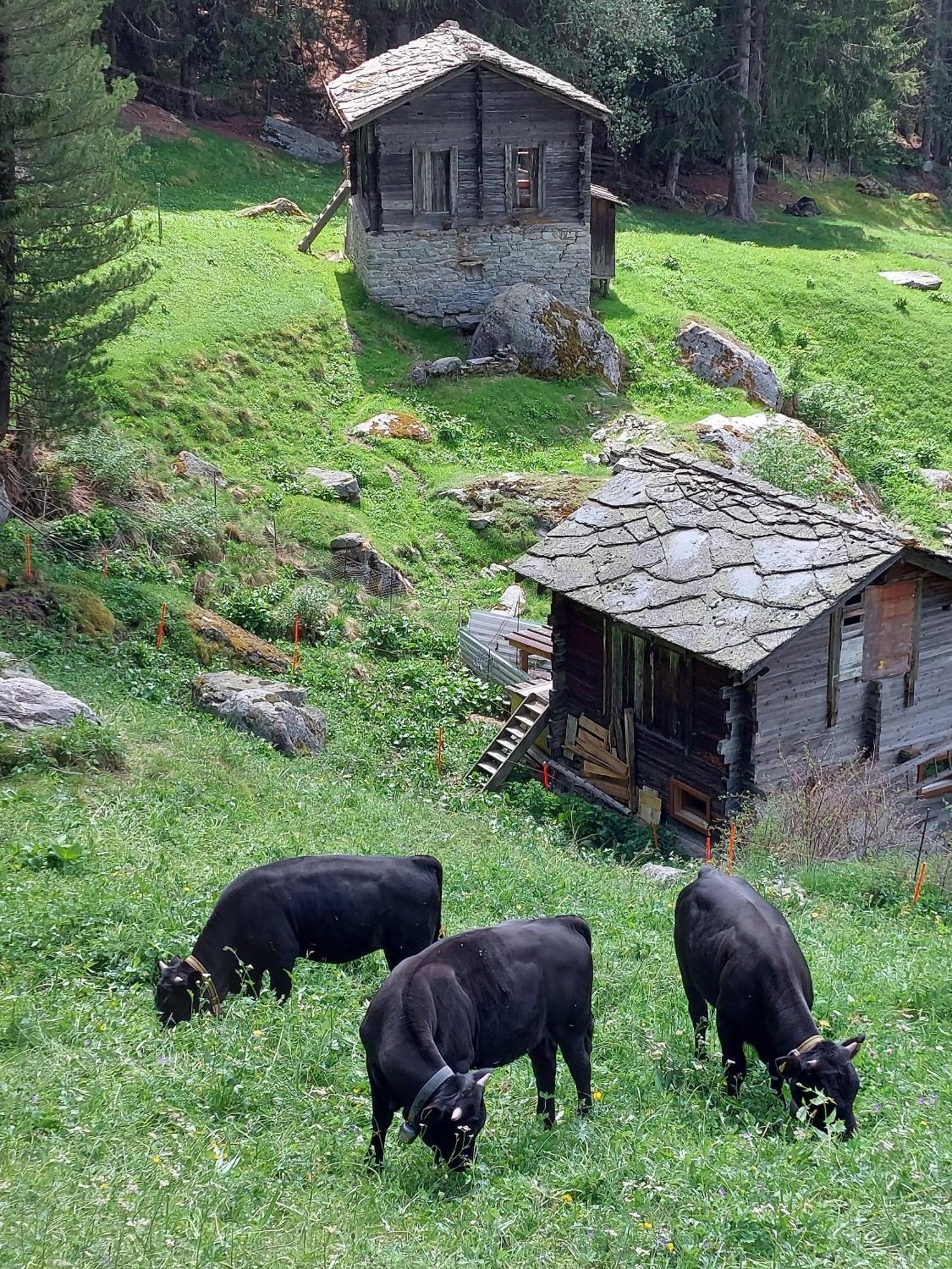 Alpenroesli Bed & Breakfast Gasenried
